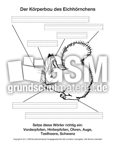 Ab-Eichhörnchen-Körperbau.pdf